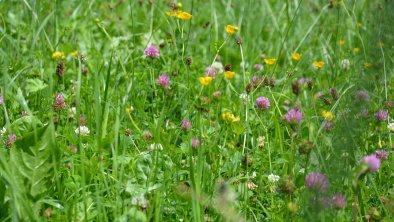 Blumenwiese Auenweg FG Lisa Gruber Rechte Wildschö