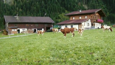 Kühe auf der Alm