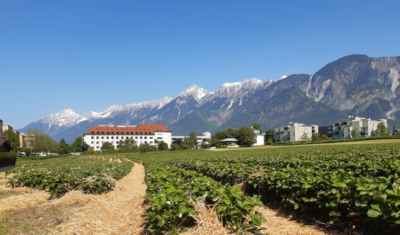Erdbeerfelder - Hall in Tirol, © Maria Pfurtscheller