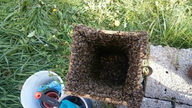 Bienenschwarm einfangen