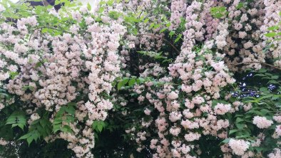 Blüten im Sommer