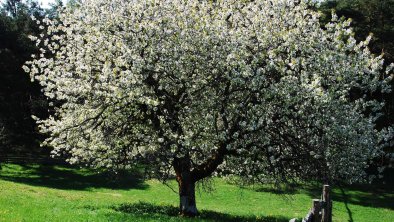 Apfelblüte in Leithen