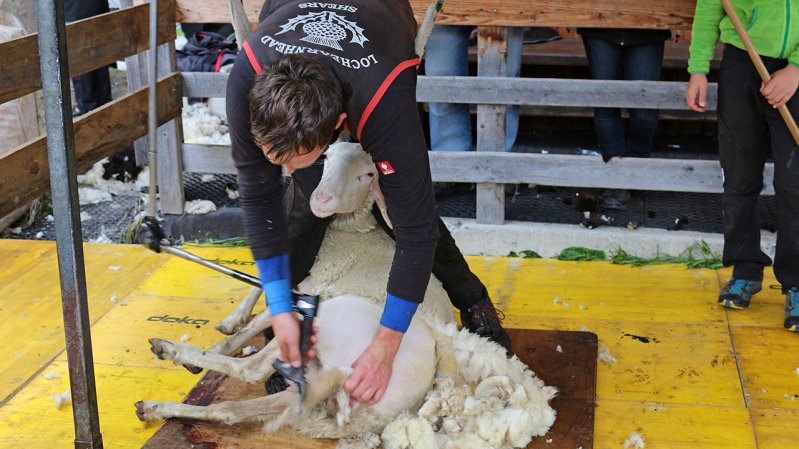 Nach ihrer Ankunft in Pfunds werden die Schafe um ihre Wolle erleichtert, © TVB Tiroler Oberland / Kurt Kirschner