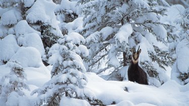 Gämse im Naturpark Karwendel, © Naturpark Karwendel