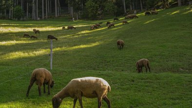 Jura Schafe, © S.Brandstätter