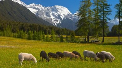 Nachbars Schafe lassen sichs schmecken/Mallaun