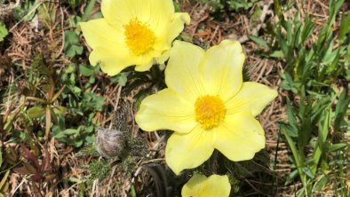 Blumengruß aus den Bergen 02.06.2020