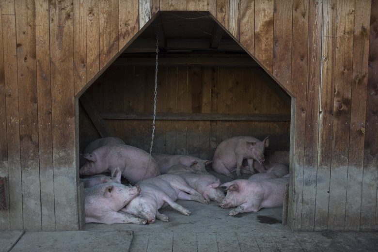 Vor ein paar Jahren wurde auf Au&szlig;ermelang mit der Schweinehaltung begonnen. Damit gewinnt man zartes Schweinefleisch und erh&ouml;ht das Einkommen, denn das &bdquo;Tiroler Almschwein&ldquo; ist eine begehrte Marke.