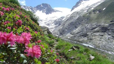 Alpenrosen am Weg zur Greizerhütte