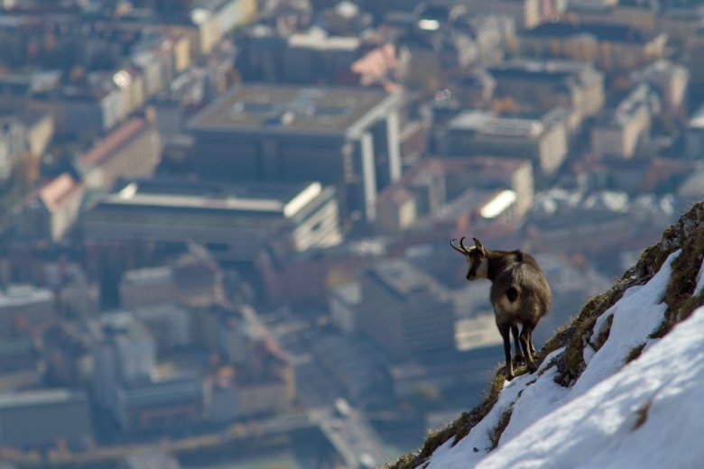             Eine Gämse auf der Nordkette oberhalb von Innsbruck. (Foto: Tirol Werbung/Patrick Centurioni)
          , © Tirol Werbung/Patrick Centurioni