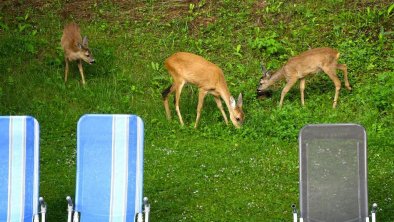 Im Sommer kommen die Rehe zu uns in den Garten