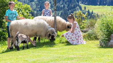 Unsere Schafe Wasti und Heidi