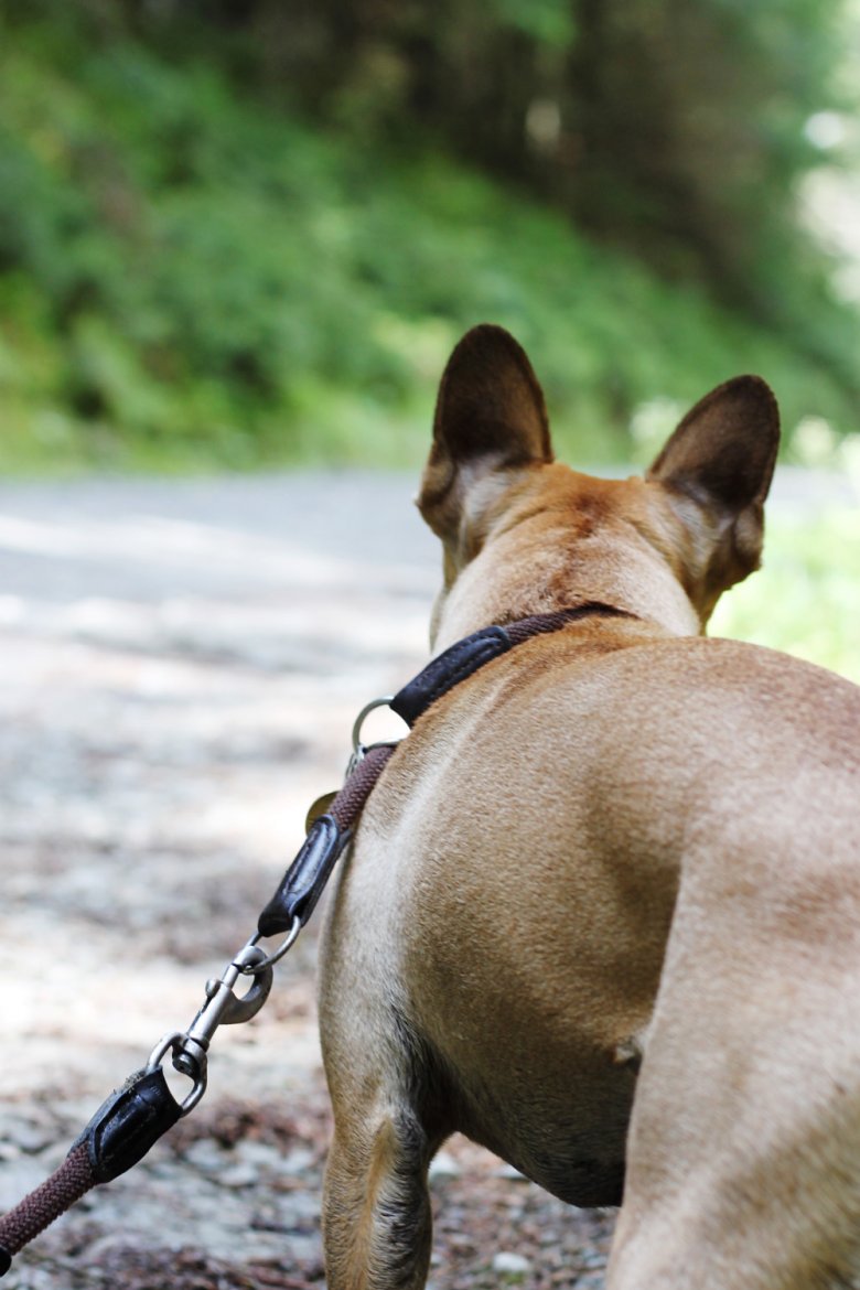 Wandern mit Hund in Tirol