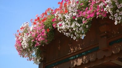 Hotel Garni Larcherhof Mayrhofen - Balkonblumen