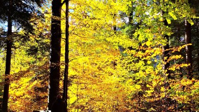 Herbst Wald