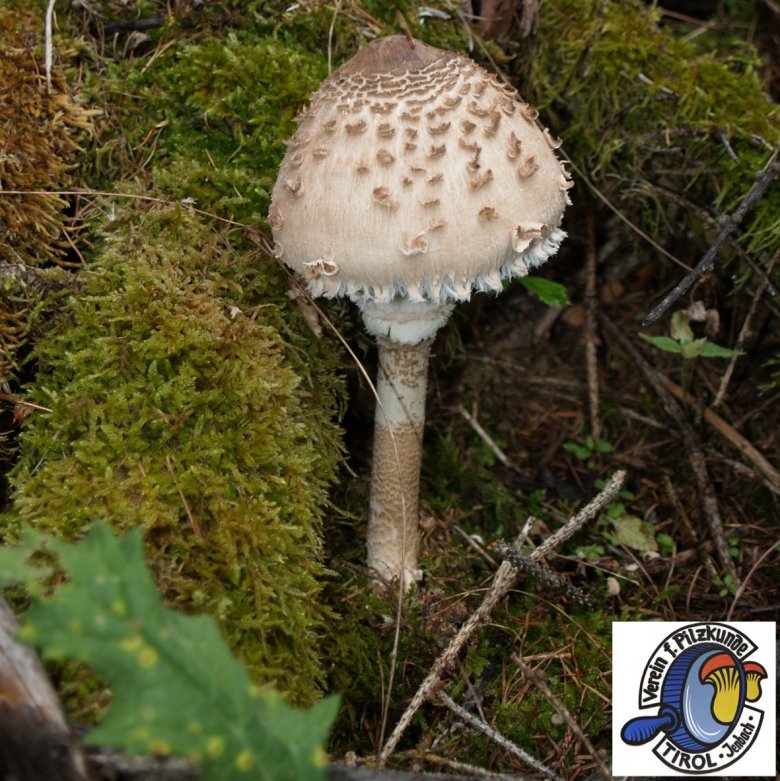 Bei diesem Speisepilz muss man sich sicher sein, dass es sich um einen Parasol handelt, denn er hat einige giftige Doppelgänger. Foto: Verein für Pilzkunde Tirol-Jenbach, © Verein für Pilzkunde Tirol-Jenbach