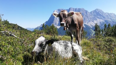 Kühe meets Zugspitze