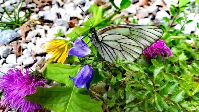 Schmetterling