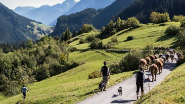 Im September wird das Vieh im Lechtal und seinen Seitentälern von den Almen geholt. Steeg feiert das mit einem großen Fest., © Tirol Werbung/Peter Neusser