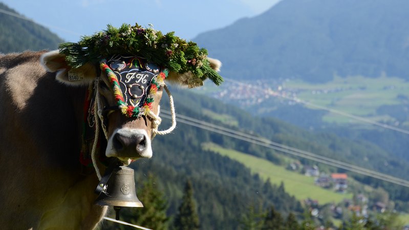 Almabtrieb von der Schlickeralm und der Fronebenalm, © TVB Stubai Tirol