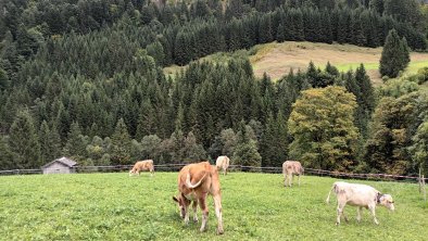 Kühe und Kälber auf der Weide