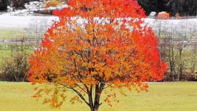 Der Maler Herbst, © Roswitha Vogelsberger