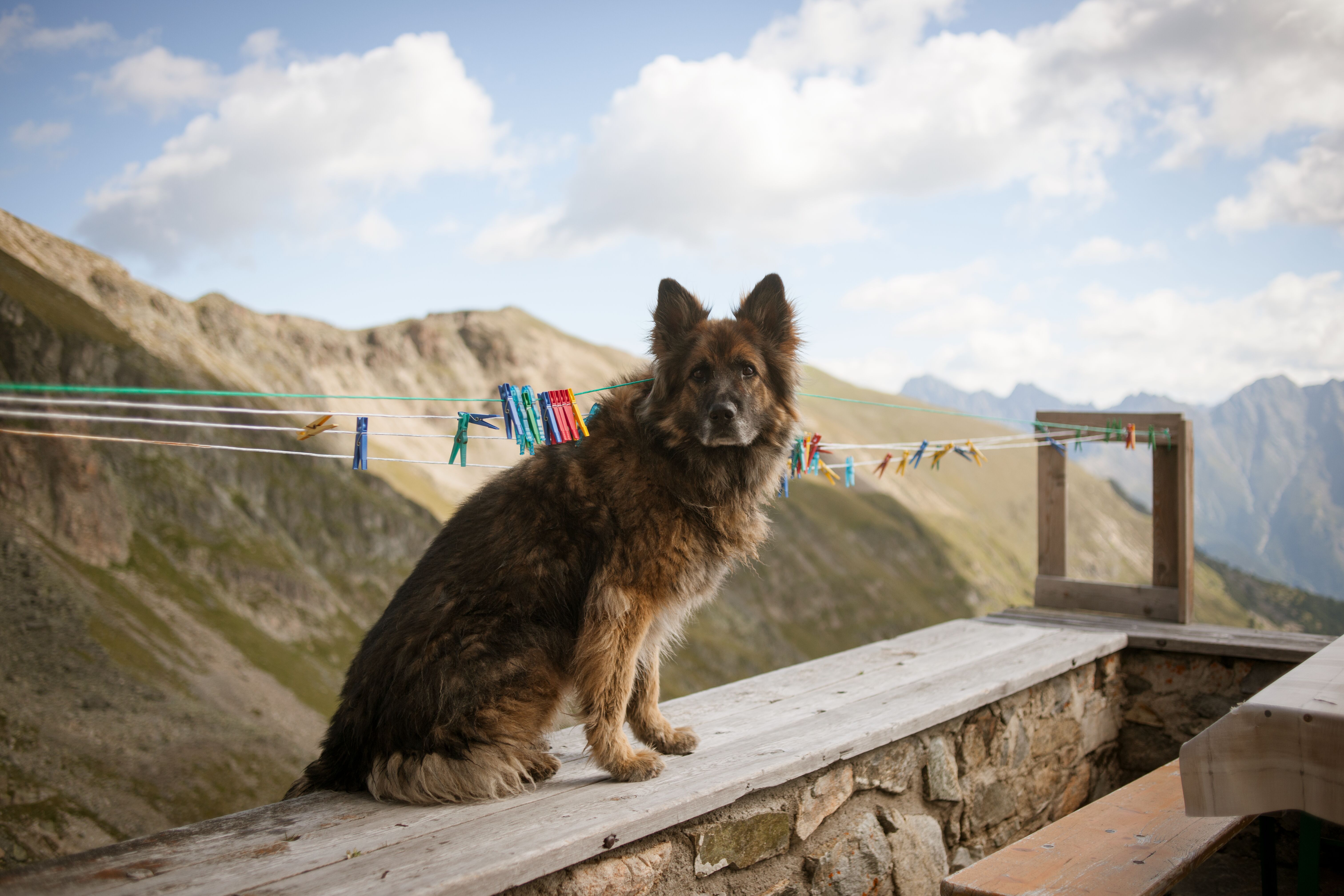 urlaub-mit-hund-in-sterreich-hundeurlaub-in-tirol