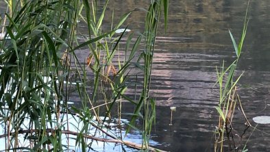 Schwan auf dem Reintalersee, © Pension Christoph