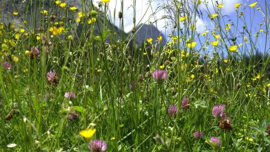 Blumenwiese, © Dr. Hans-Jörg Pucher