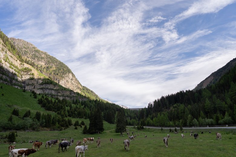 Beinahe am Ziel: Bei der Staumauer des Gepatschspeichers liegt die erste Hochweide.&nbsp;