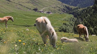 Rofental Pferde, © Ötztal Tourismus-Anton Brey