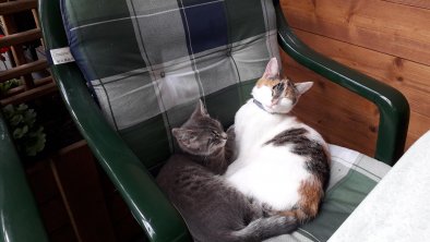 Katzen vom Badhaus "BÄRLI und MIMMI