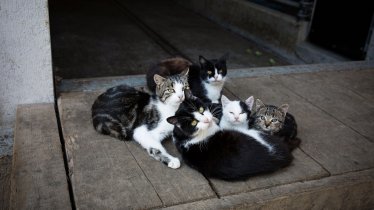 Katzenfamilie, © Tirol Werbung/Lisa Hörterer